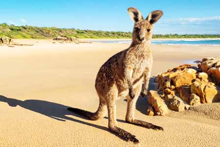 изучение английского языка в Австралии